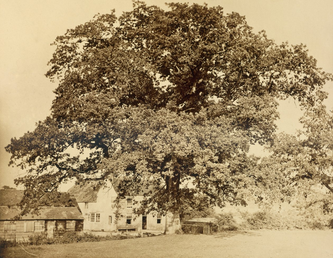 Oak (latem), Friars Oak, Clayton, Sussex, 1860, (odbitka albuminowa z mokrego negatywu kolodionowego) autorstwa English Photographer
