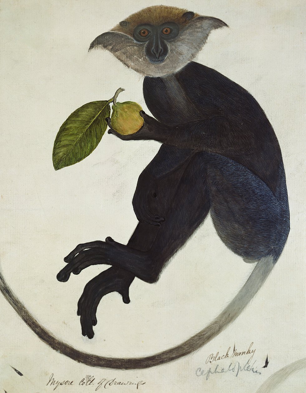 Black Monkey (pióro i atrament i toaleta na papierze) autorstwa English School