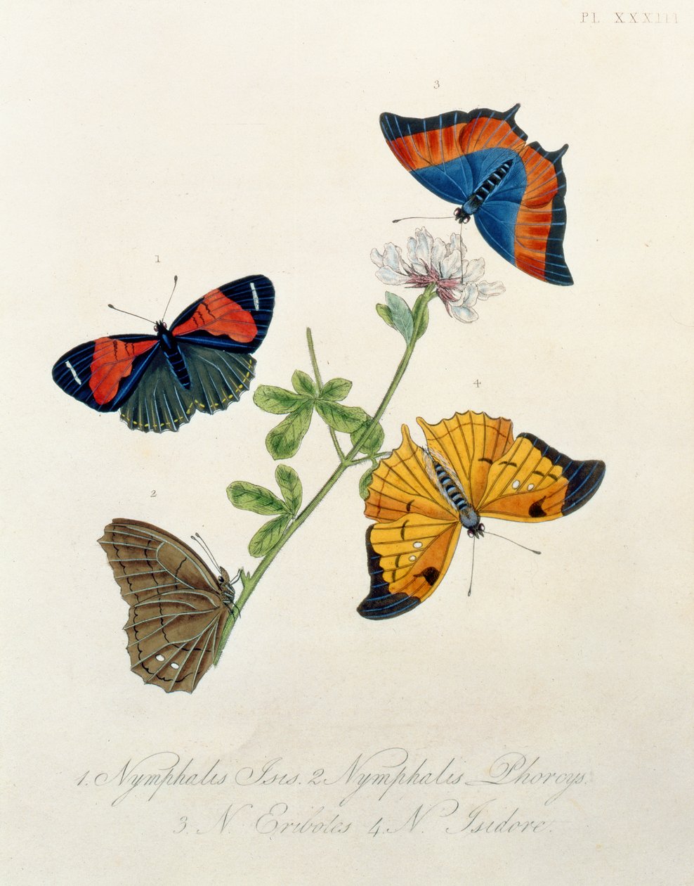 Motyle z Insects of India autorstwa Edwarda Donovana (1768-1837) autorstwa English School