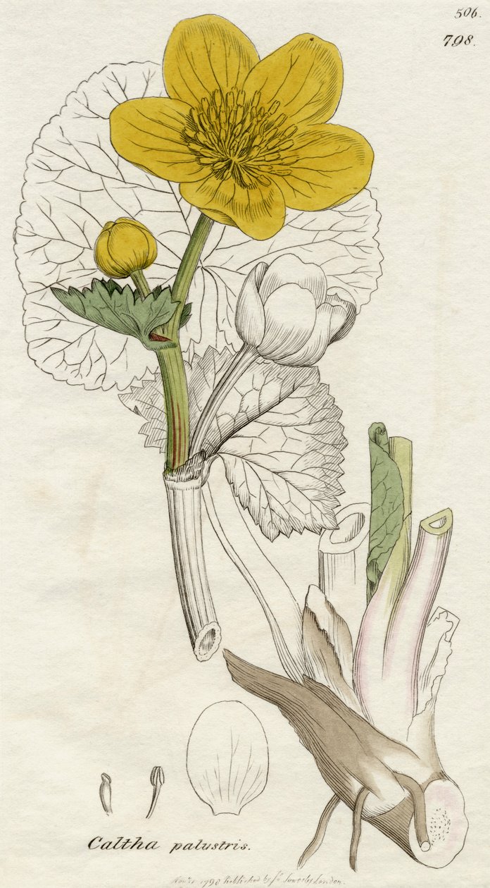 Caltha Palustris (Marsh Marigold) په 1798 کې د لندن پولی خپور کړ autorstwa English School
