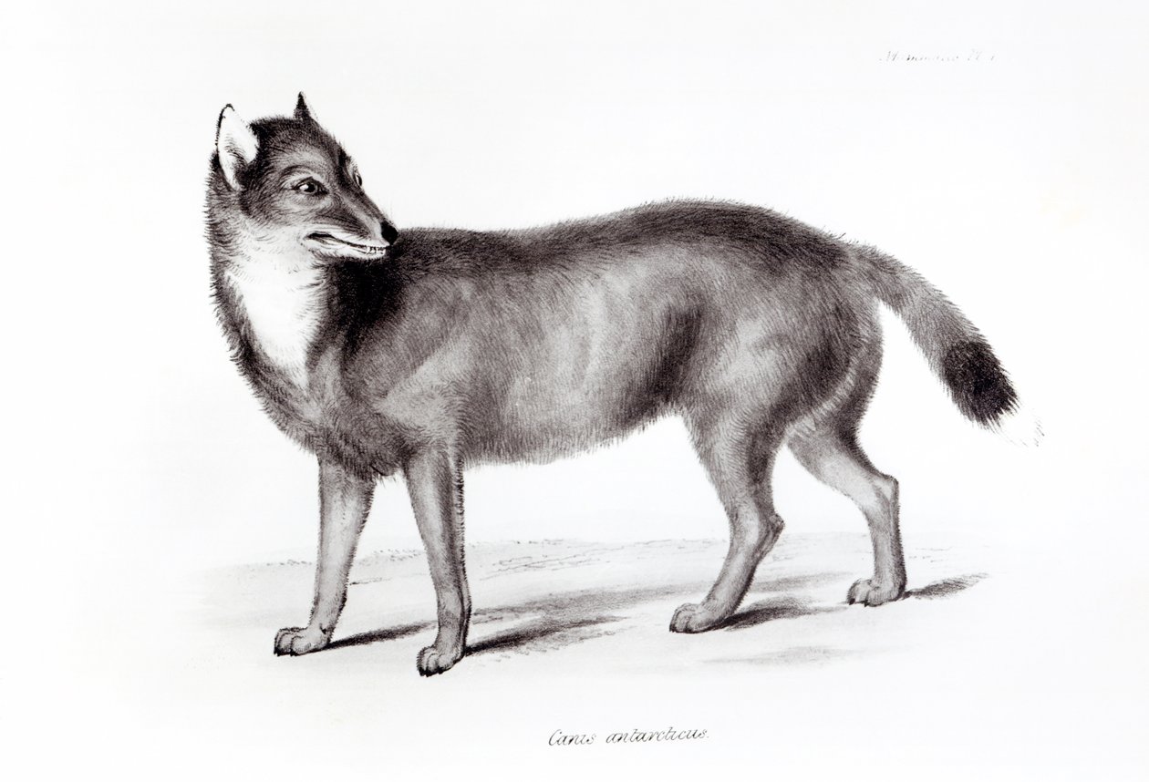 Canis Antarcticus autorstwa English School