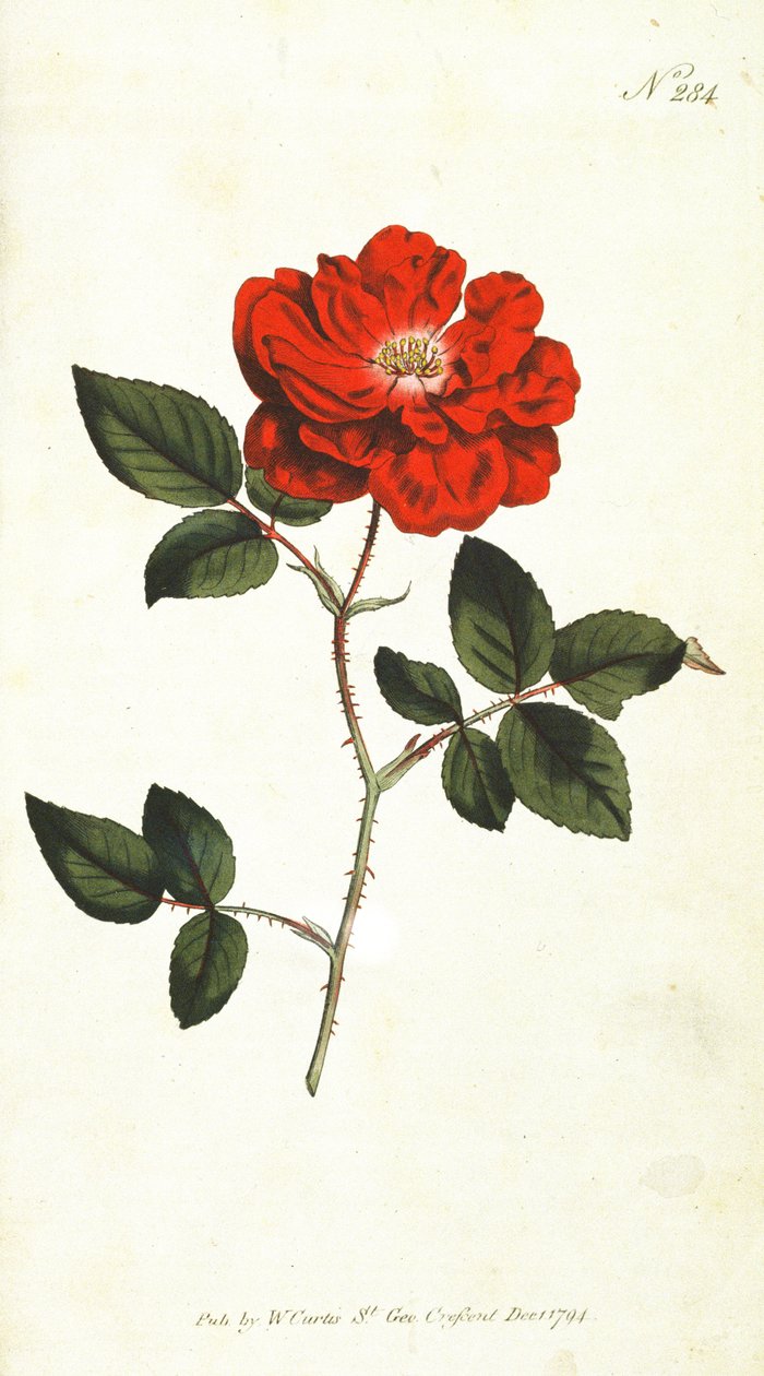 Wiecznie kwitnąca róża (Rosa Semperflorens), płyta 284 z William Curtis The Botanical Magazine (lub Flower Garden Displayed), wyd. 1794 autorstwa English School