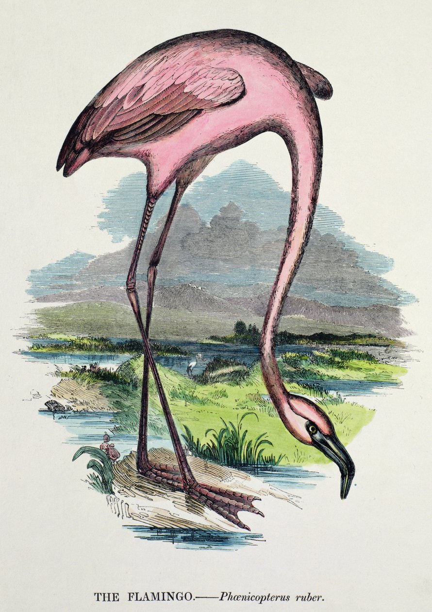 Flaming (Phoenicopterus Ruber) autorstwa English School