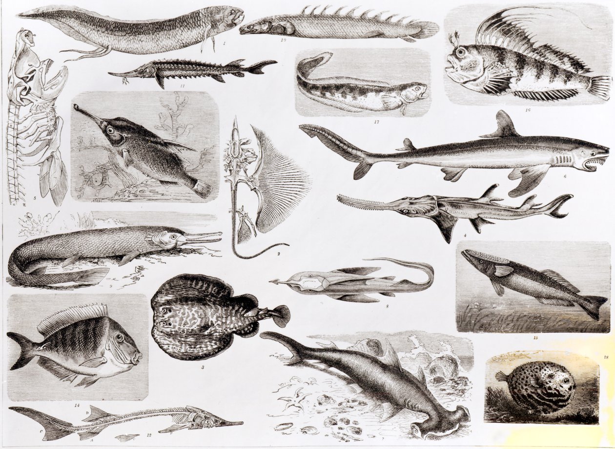 Ichthyology- Elasmobranch، Ganoid او Osseous Fishes poli autorstwa English School