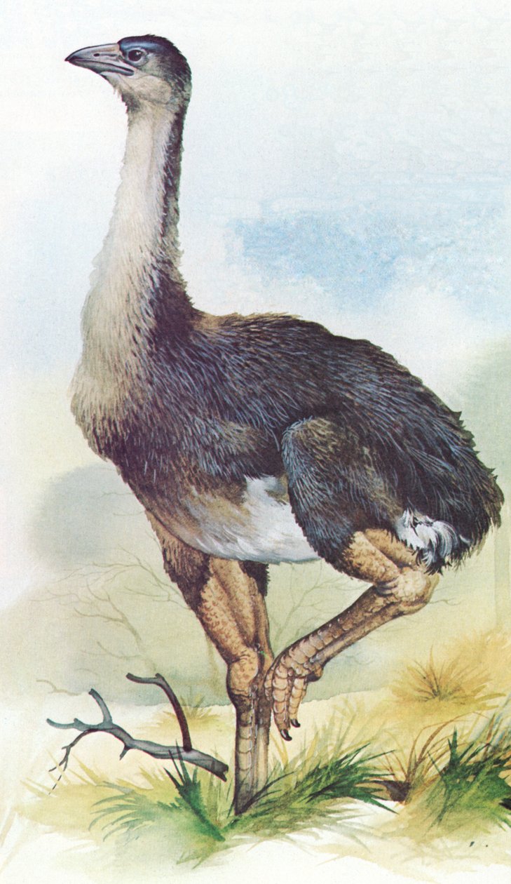 Moa Dinornis Maximus z Nowej Zelandii, który wyginął około 1850 r. autorstwa English School