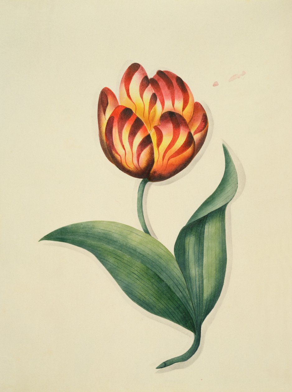 Tulipan, z „Kwiaty”, angielski rękopis botaniczny, ok. 1840 (wc) autorstwa English School