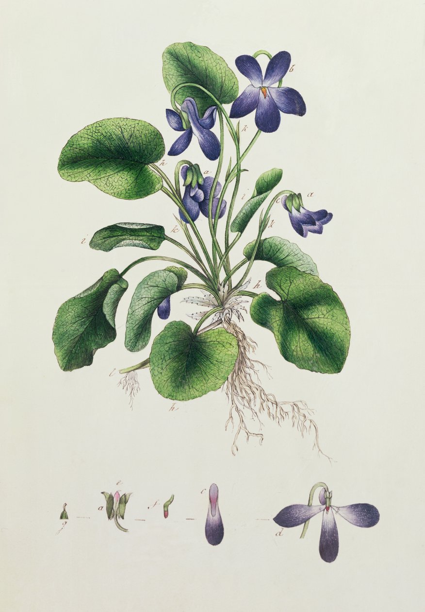 Fiołki, strona z albumu studiów botanicznych ok. 1830 r. autorstwa English School