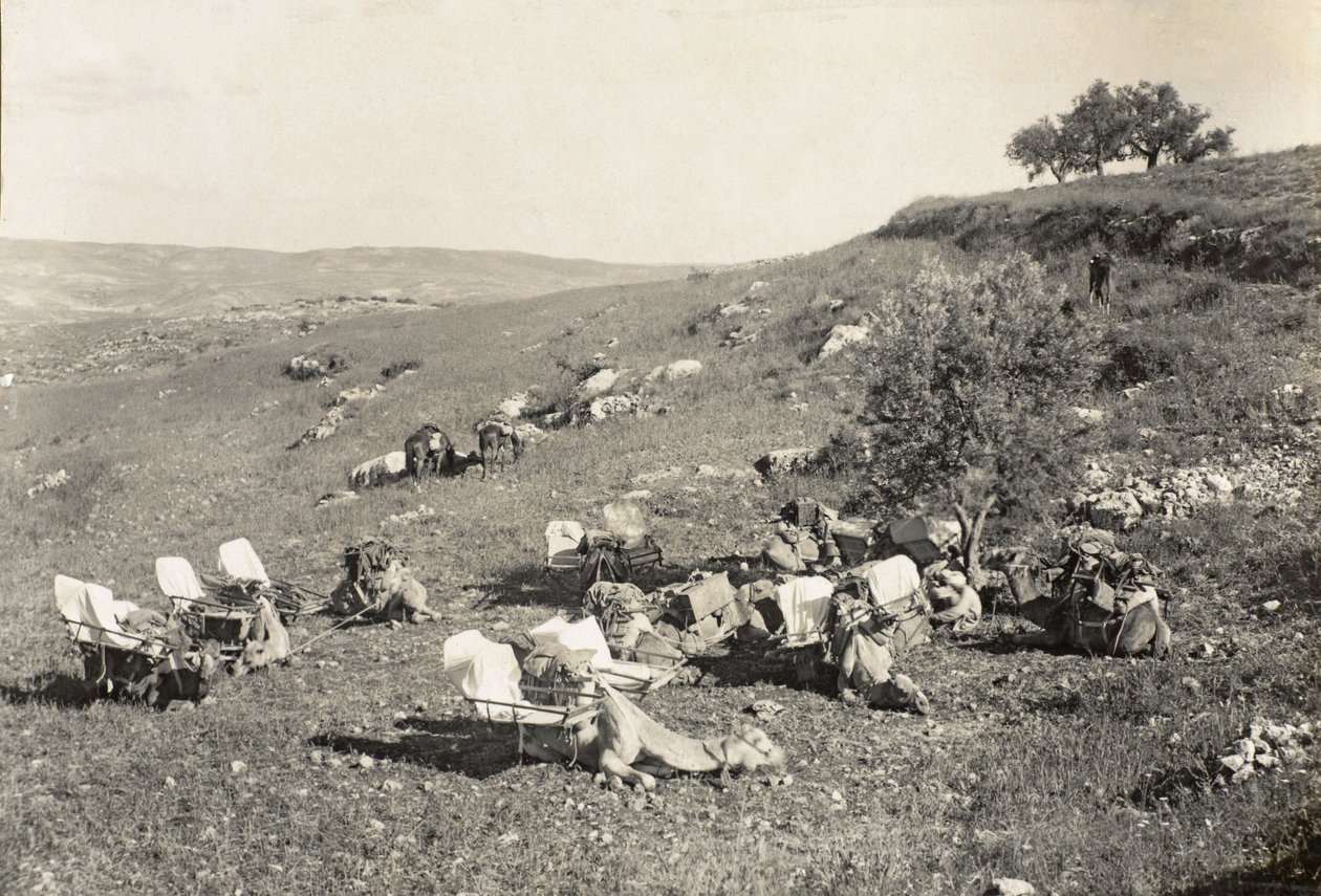 Wielbłądy pogotowia, ok. 1916-19 (zdjęcie czarno-białe) autorstwa English Photographer