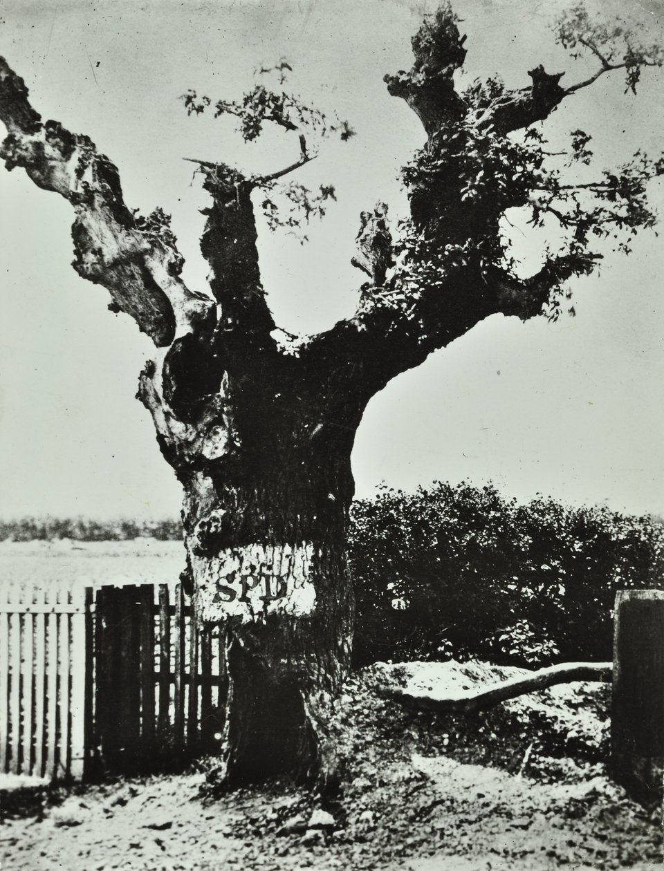 Brockley Lane: Stary Dąb, Londyn, 1890 autorstwa English Photographer