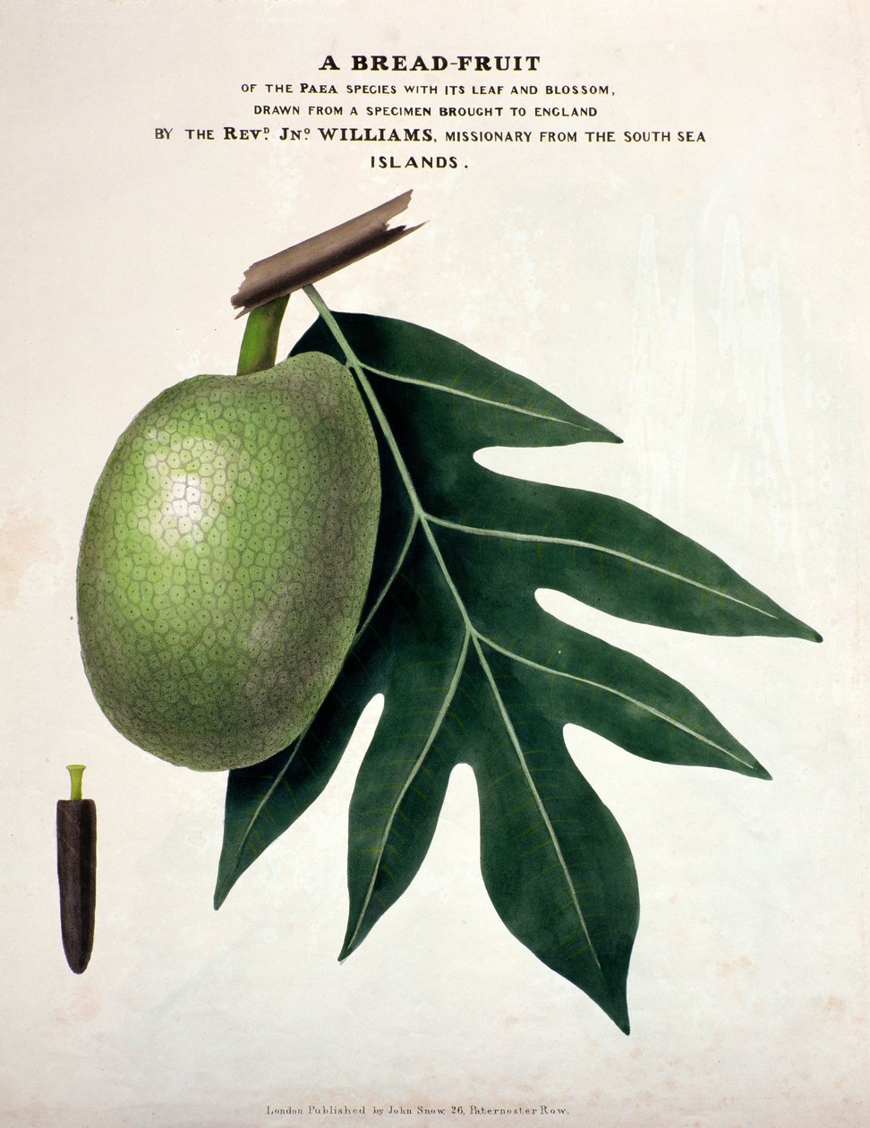 Chlebowo-owocowy, ok. 1825 (kolor lito) autorstwa English School