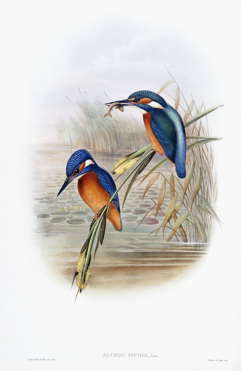 Alcedo Ispida (zimorodek zwyczajny) autorstwa English School