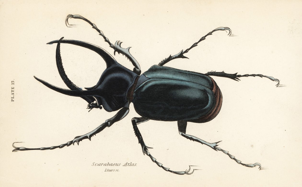 Atlas chrząszcz , atlas Chalcosoma ( atlas Scarabaeus ) autorstwa English School