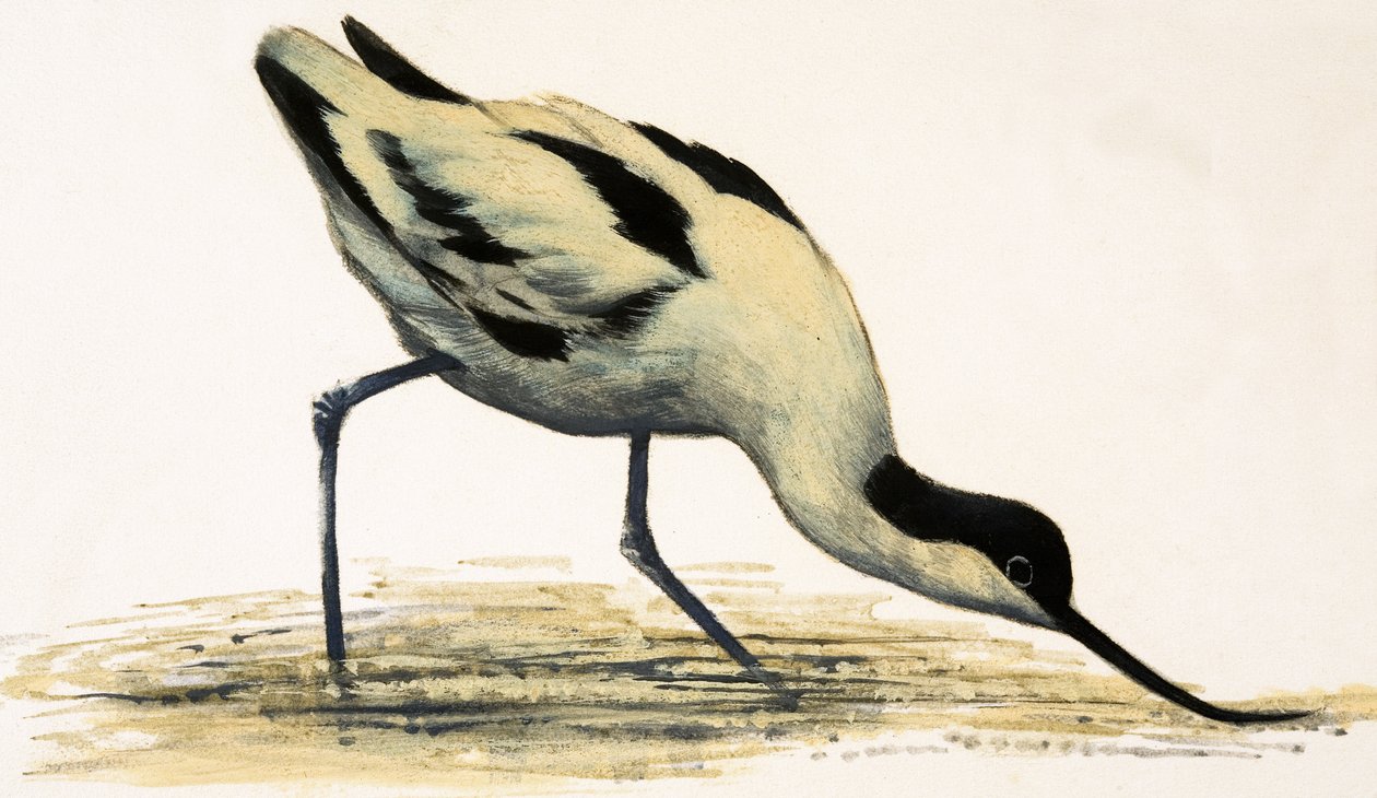 Avocet autorstwa English School