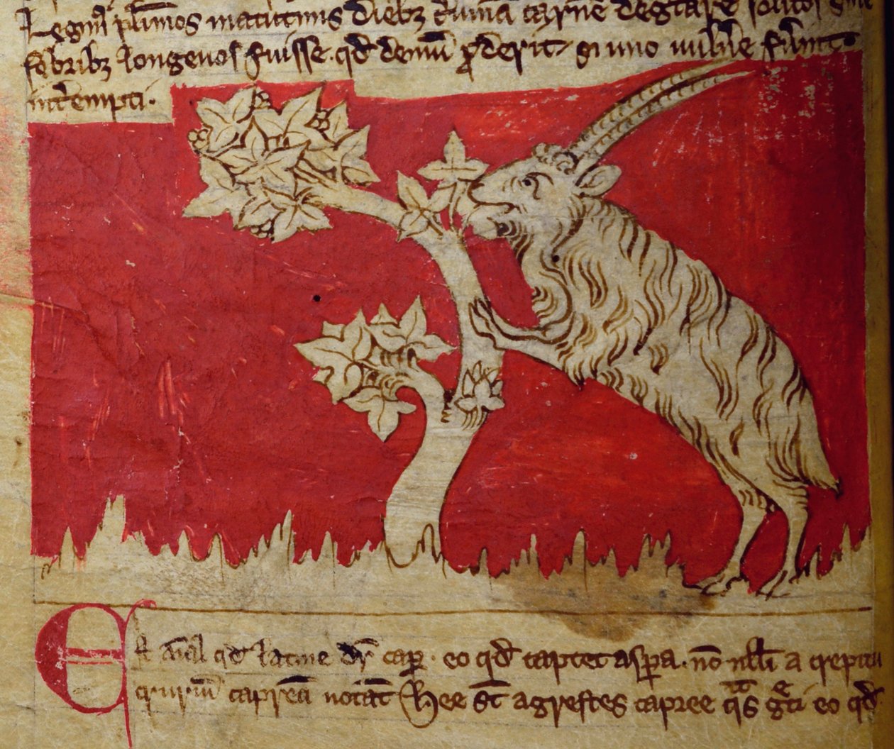 CCA-LitMs/D/10 fol.1v Goat, z Bestiariusza autorstwa English School