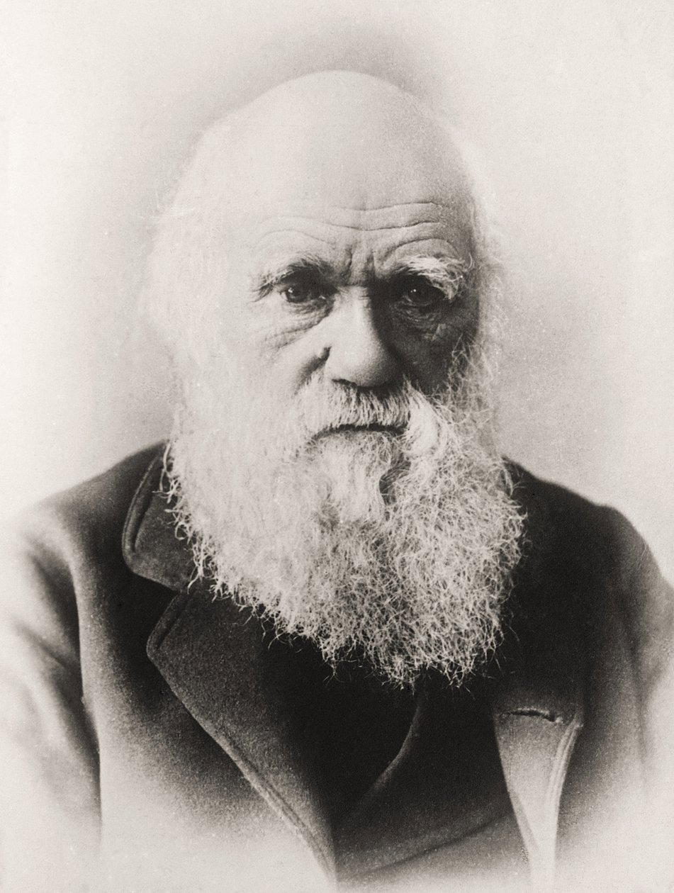 Karol Darwin autorstwa English School