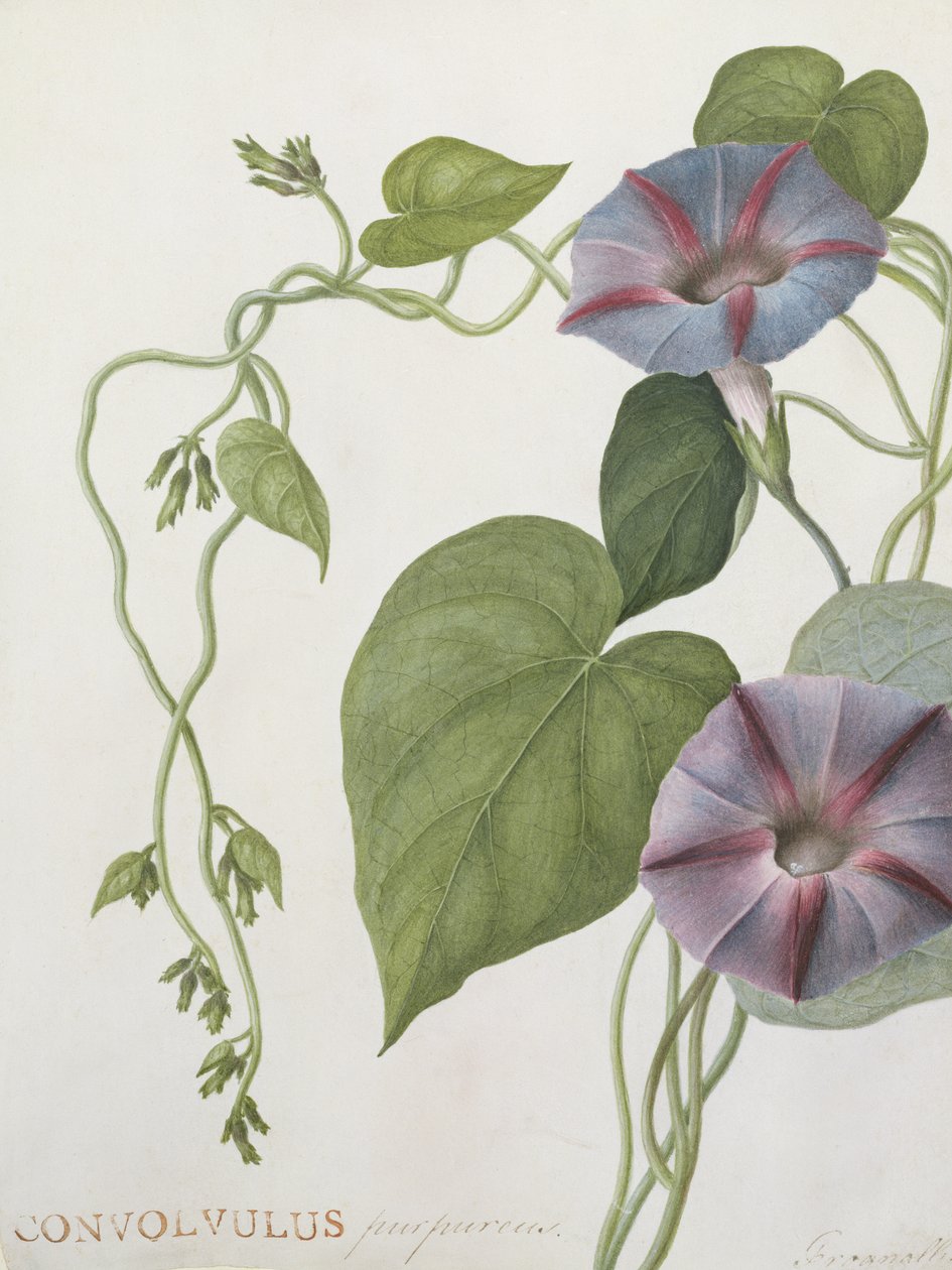 Convolvulus Purpurus (wc na welinie) autorstwa English School