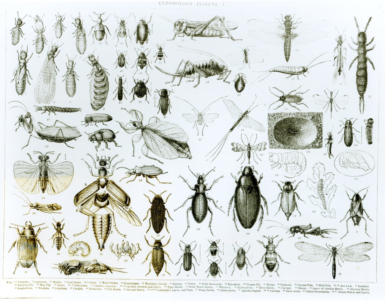 Entomologia Owady (lito) (bw zdjęcie) autorstwa English School