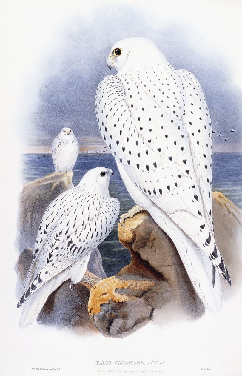 Falco Candicans autorstwa English School