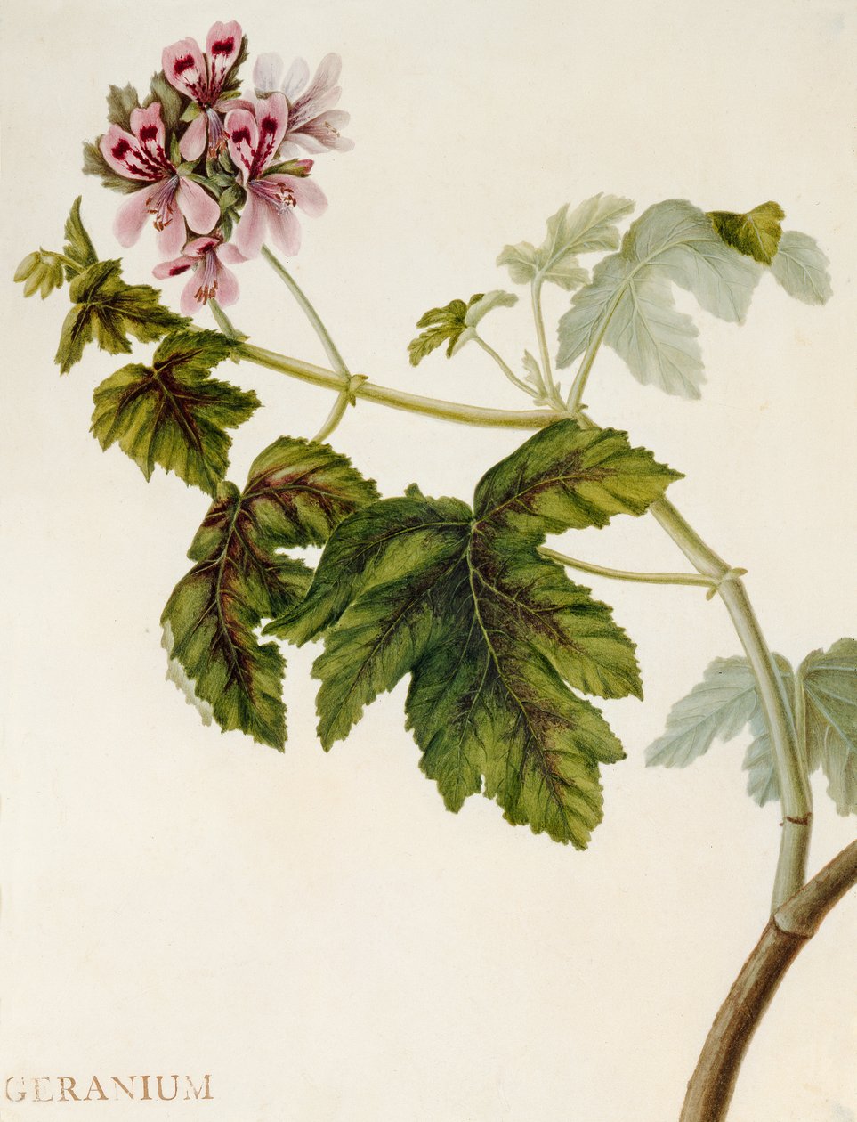 Geranium (wc na welinie) autorstwa English School