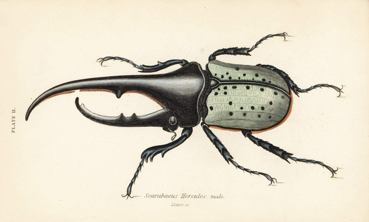 Chrząszcz Herkules, samiec, Dynastes hercules, Scarabaeus hercules autorstwa English School
