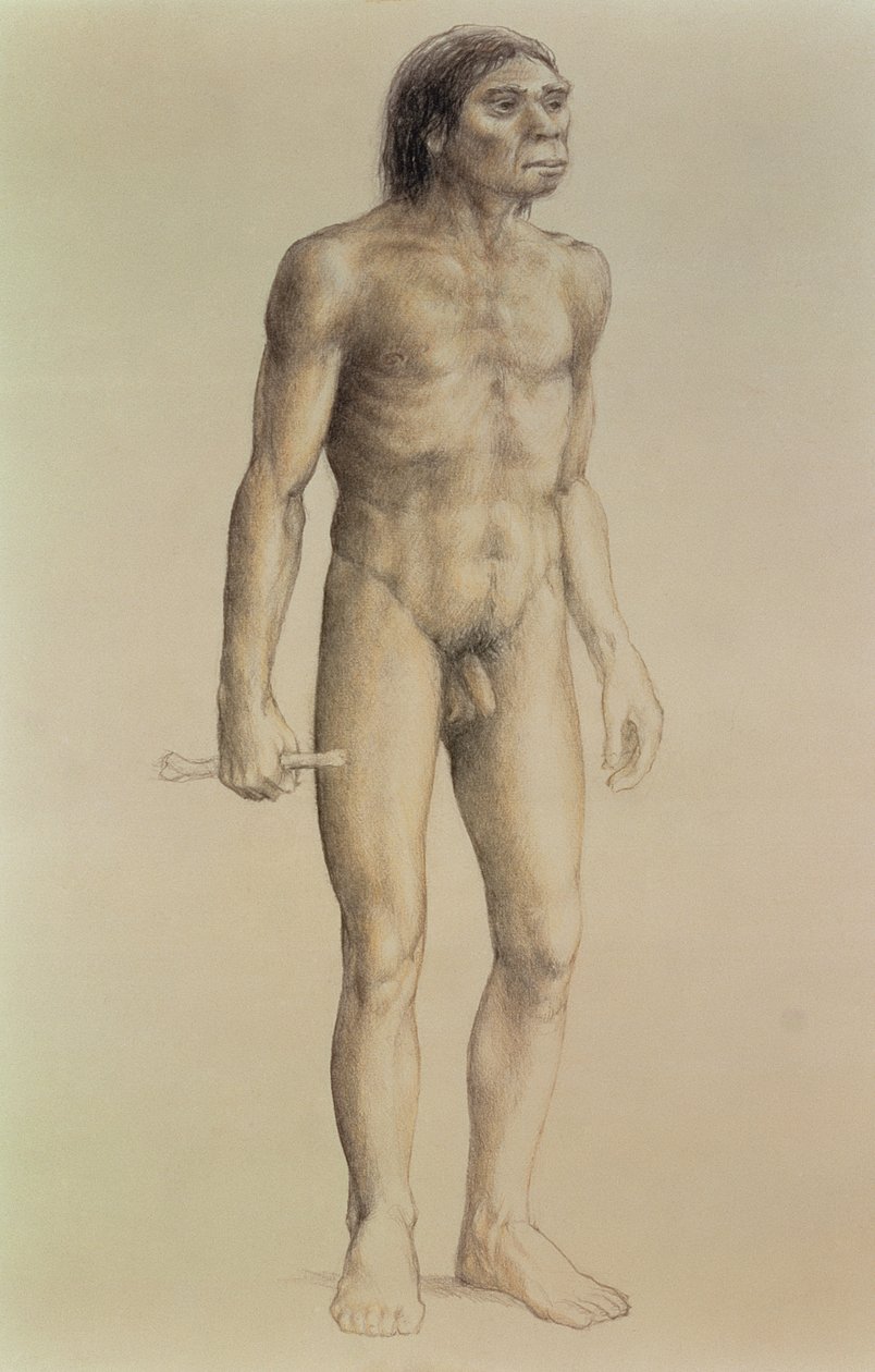 Homo erectus (ołówek na papierze) autorstwa English School