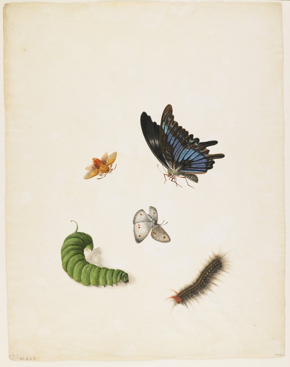Owady, ok. 1805 (czarny tusz i toaleta na papierze) autorstwa English School