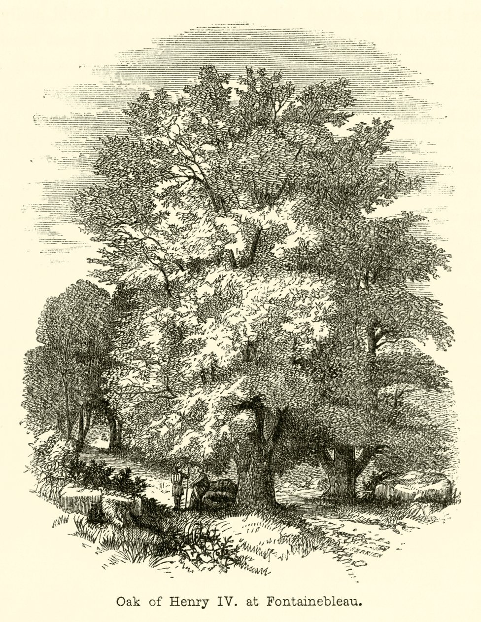 Dąb Henryka IV w Fontainebleau (rycina) autorstwa English School