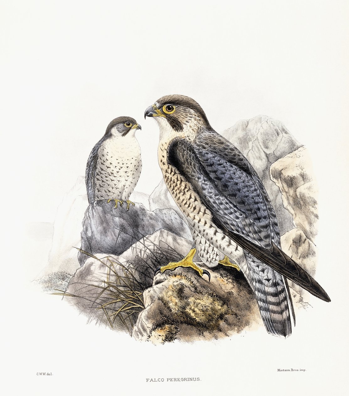 Sokół wędrowny - Falco Peregrinus, 1894-1899 autorstwa English School