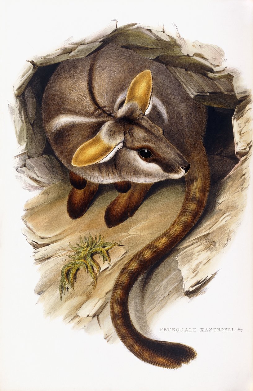Petrogale Xanthopus autorstwa English School