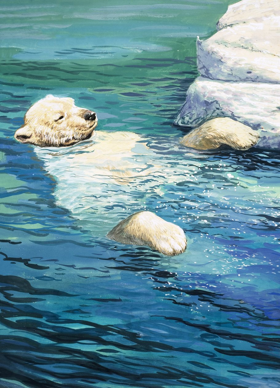 Zabawny niedźwiedź polarny, ilustracja z "Nature