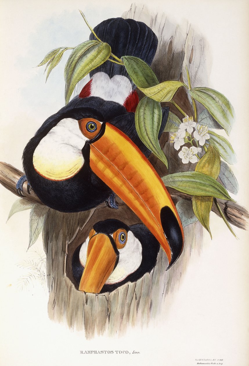 Ramphastos Toco autorstwa English School