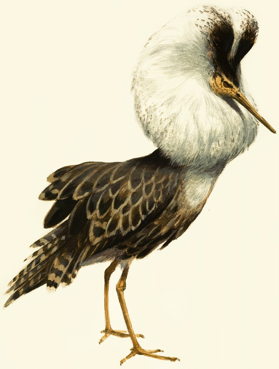 Ruff autorstwa English School