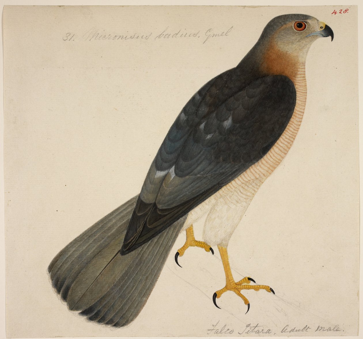 Shikra lub „Badius Hawk” autorstwa English School