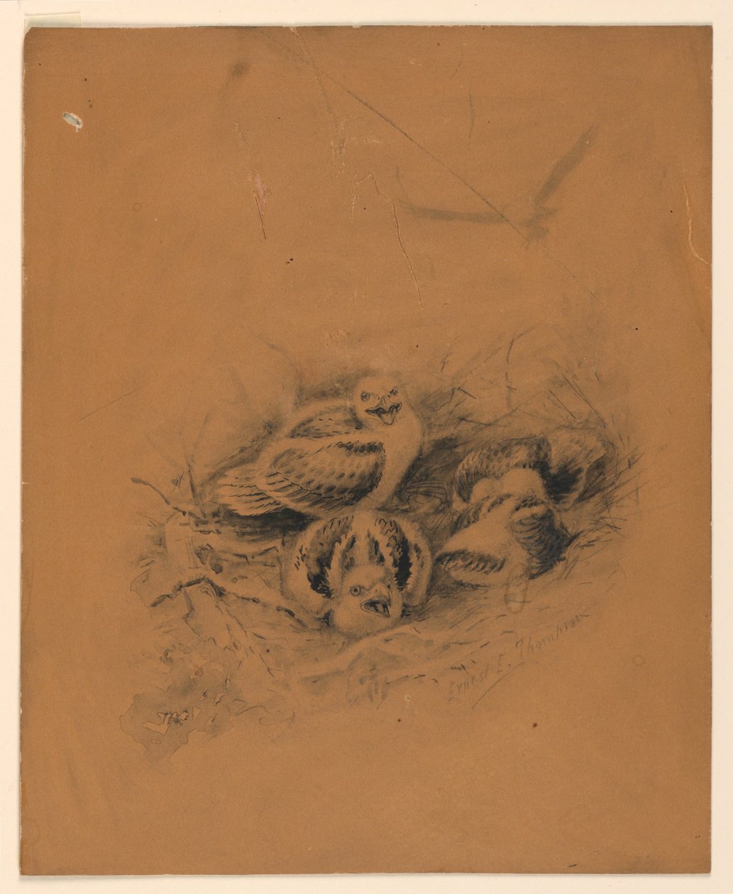 Ptaki autorstwa Ernest Thompson Seton