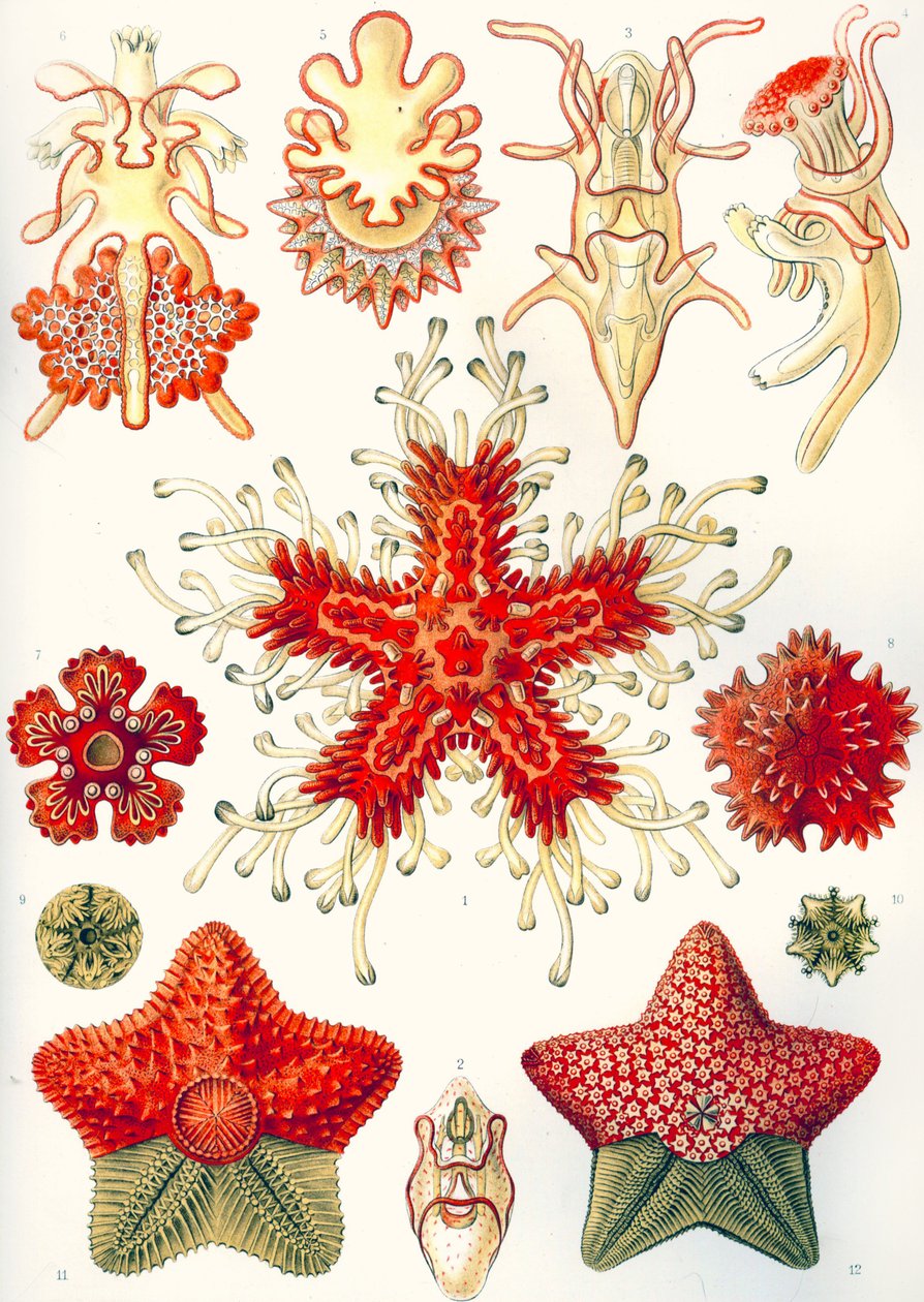 Asteridea „Sztuczne formy natury” autorstwa Ernst (after) Haeckel
