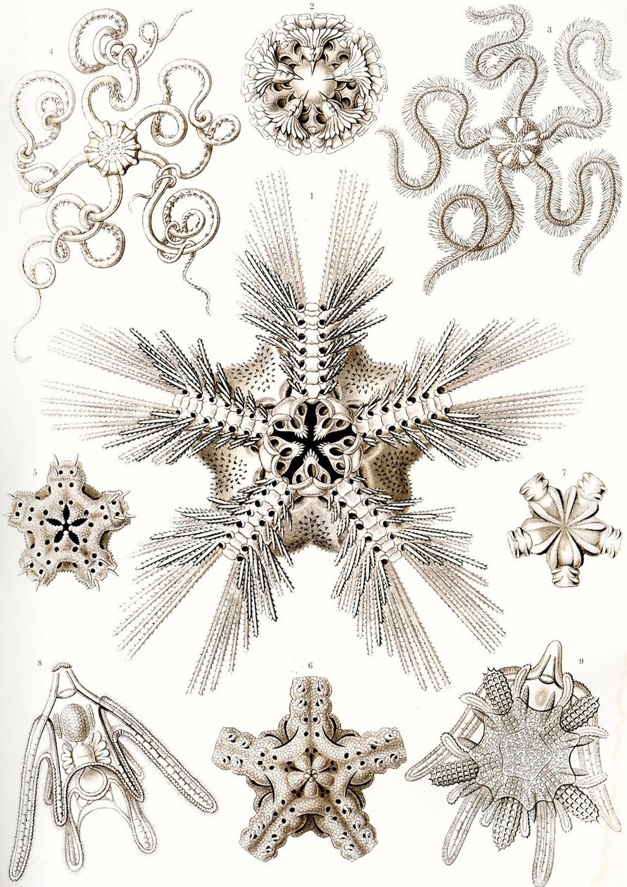 „Sztuczne formy natury” autorstwa Ernst (after) Haeckel