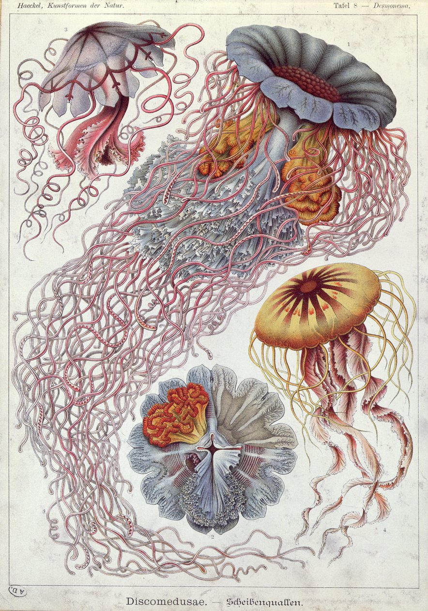 Meduza, z „Formy sztuki natury” autorstwa Ernst Haeckel
