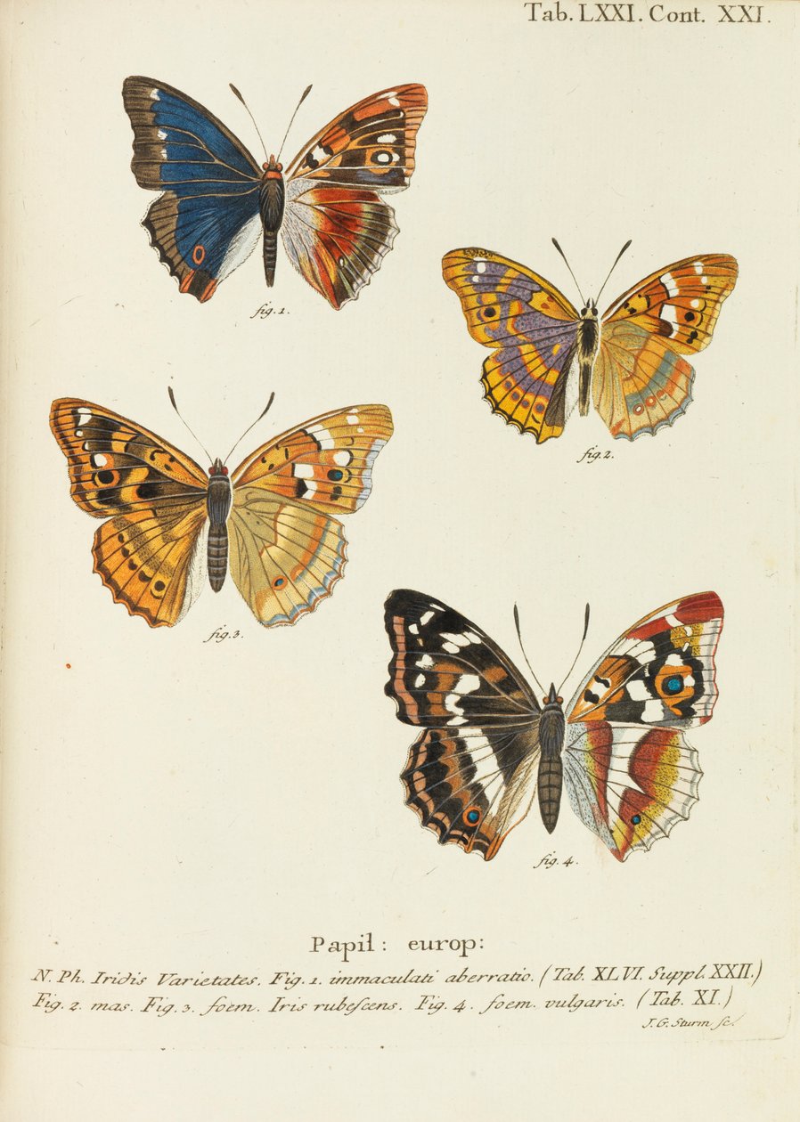 Motyle Motyle, 1777-1794. autorstwa Eugen Johann Christoph Esper