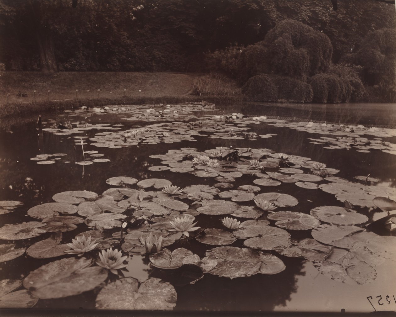 Nympheas (Bagatelle), 1925 (zdjęcie) autorstwa Eugène Atget