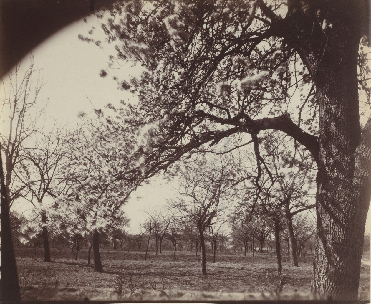 Poirier, 1921 (zdjęcie) autorstwa Eugène Atget