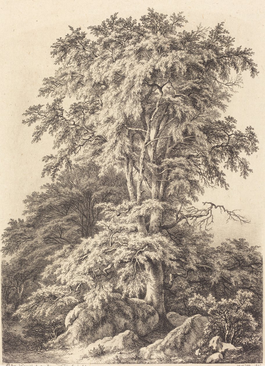 Bukowy Gaj, 1840. autorstwa Eugene Bléry