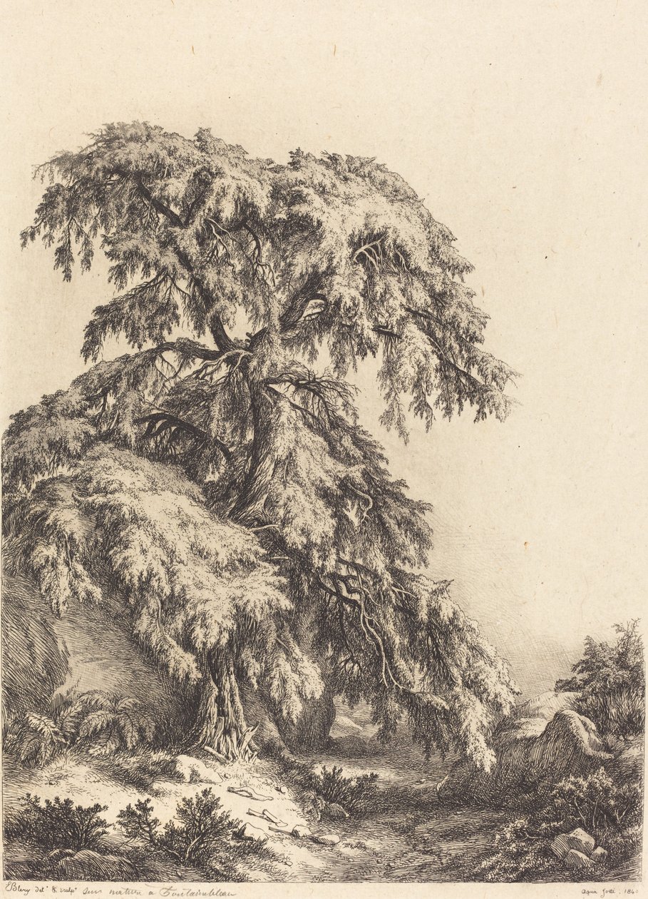 Drzewo jałowca, 1840. autorstwa Eugene Bléry