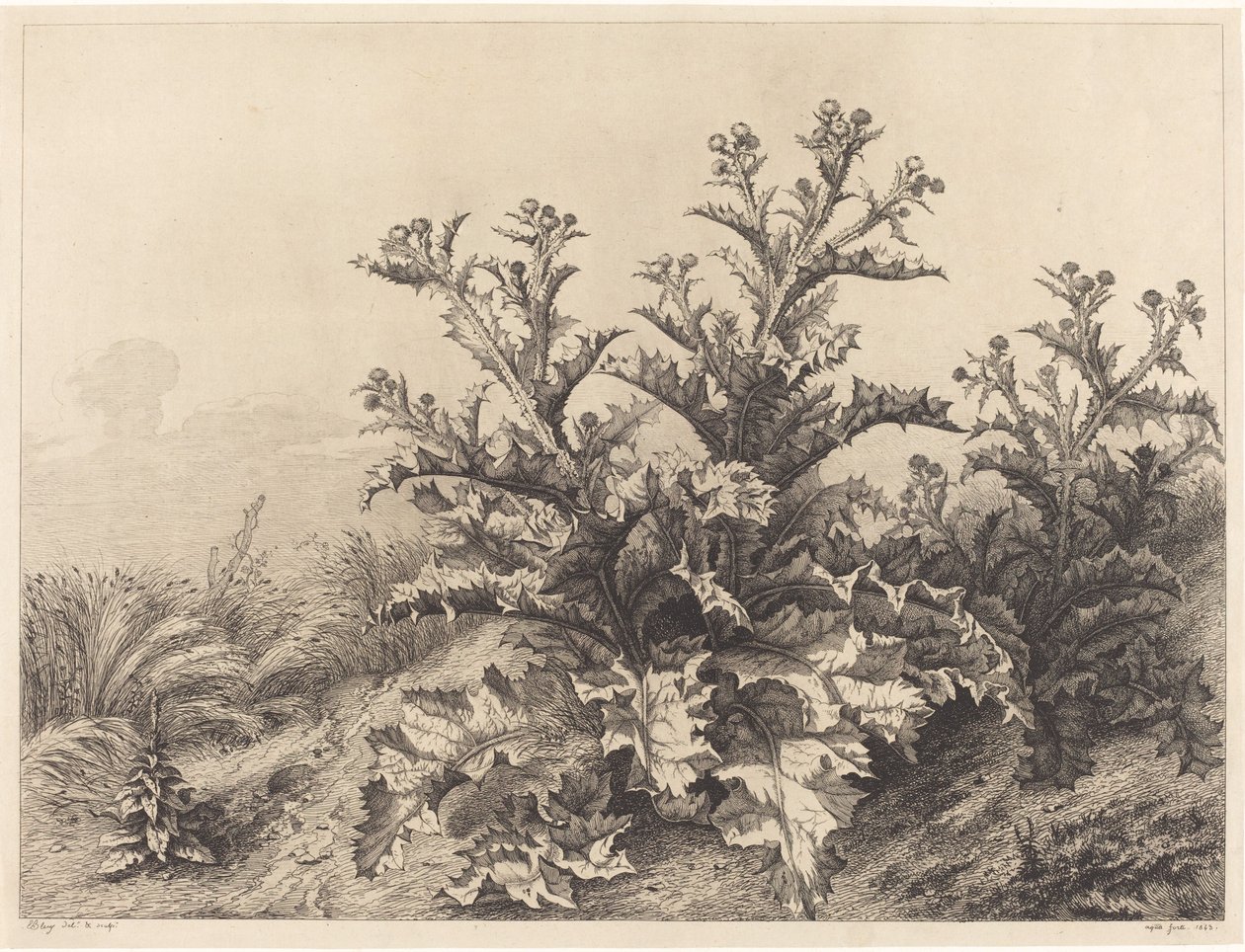 Duży oset, 1843. autorstwa Eugene Bléry