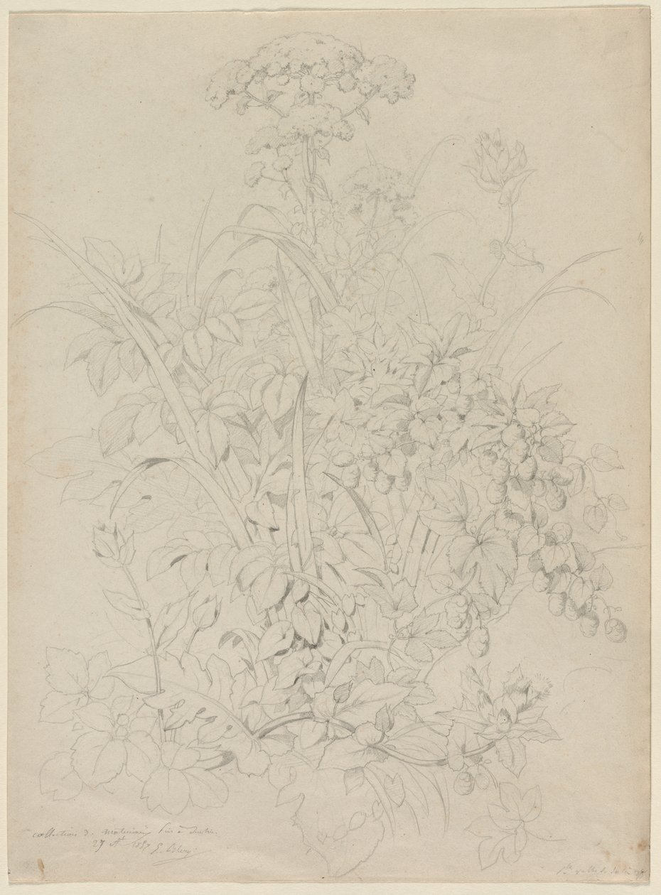 Studium roślin, 1857. autorstwa Eugene Bléry