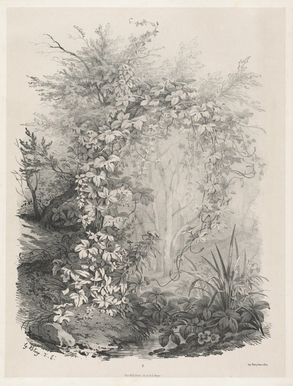 Rośliny i bluszcze nad strumieniem, 18481849. autorstwa Eugene Bléry