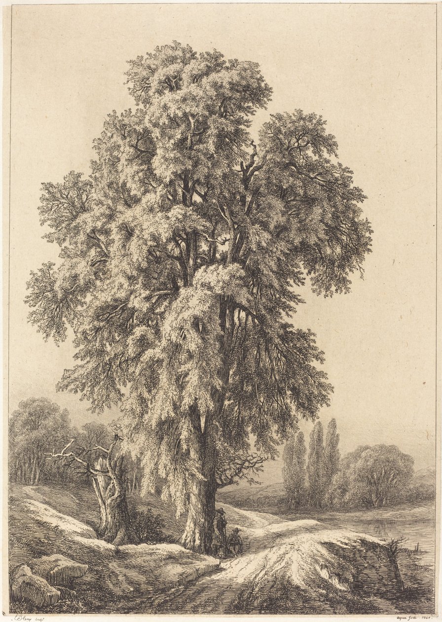 Wiąz, 1840. autorstwa Eugene Bléry