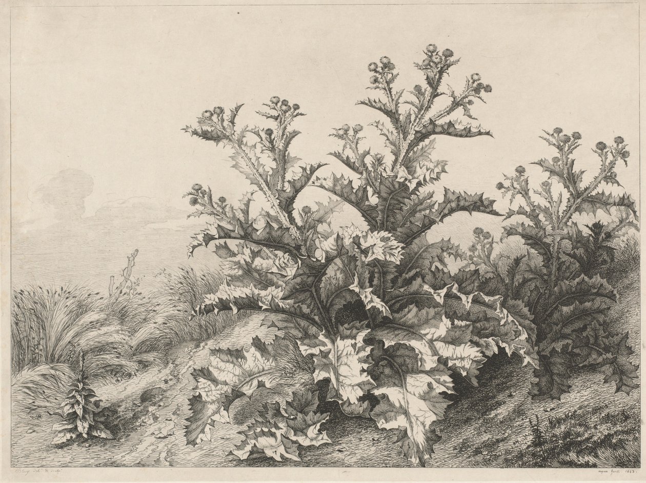 Wielki oset Le Grand Chardon, 1843. autorstwa Eugene Bléry