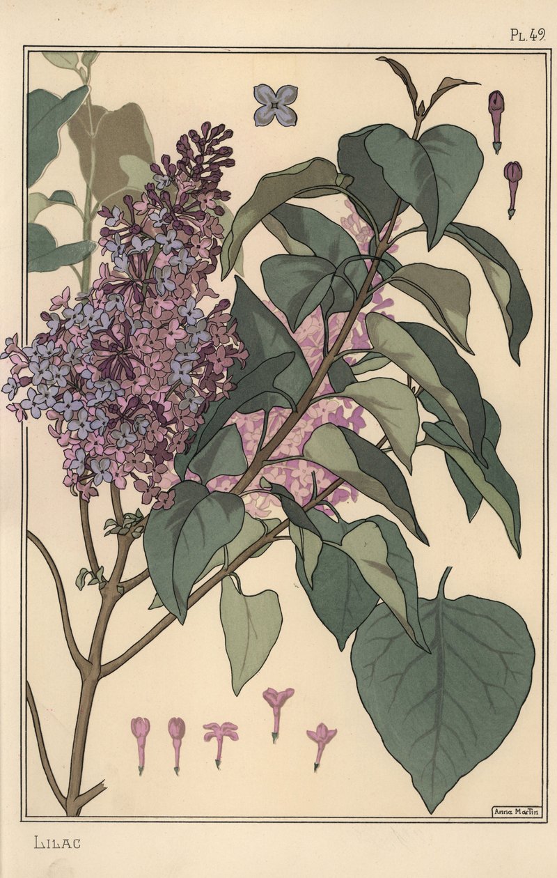 Badanie botaniczne bzu. autorstwa Eugene Grasset