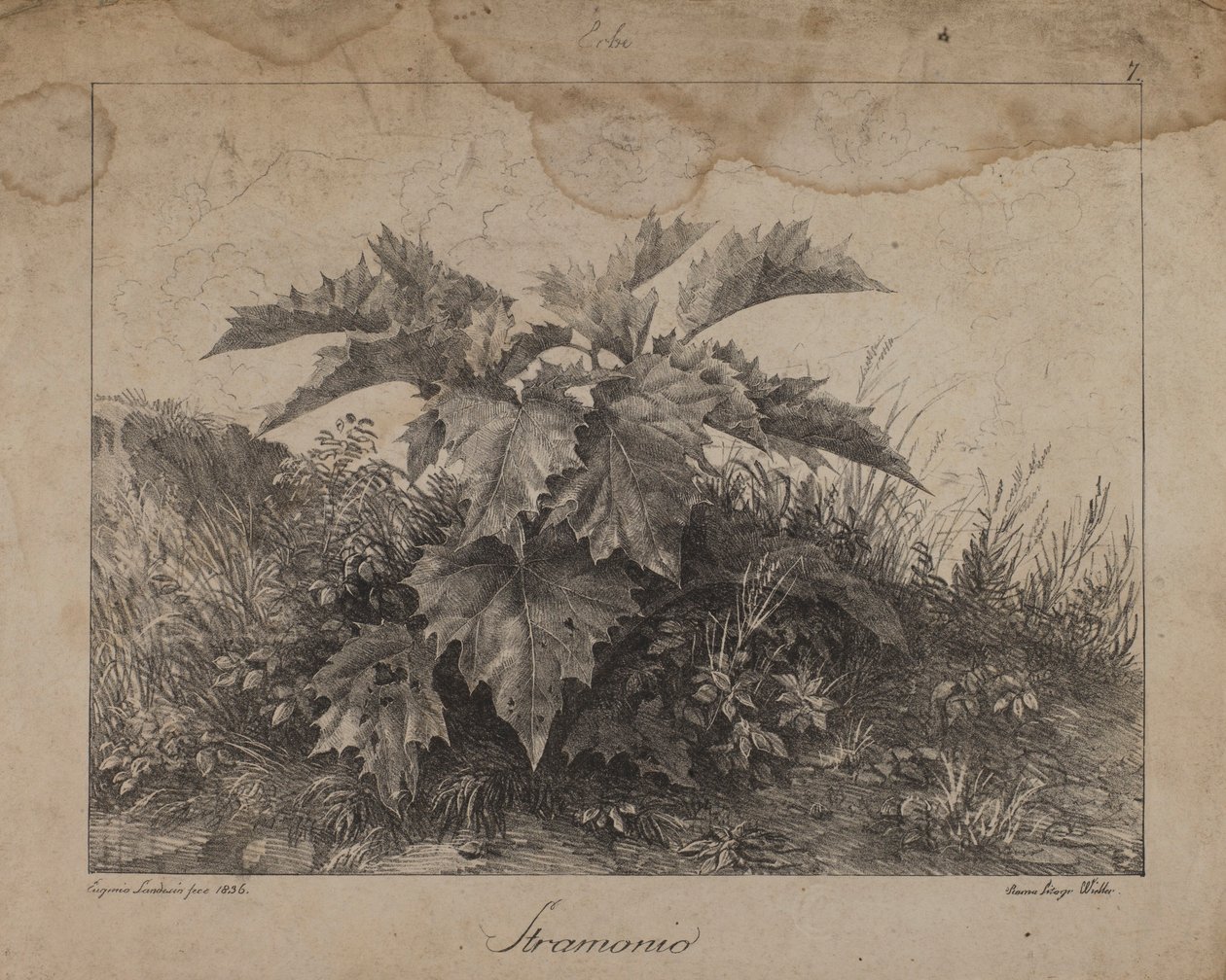 Stramonium autorstwa Eugenio Landesio