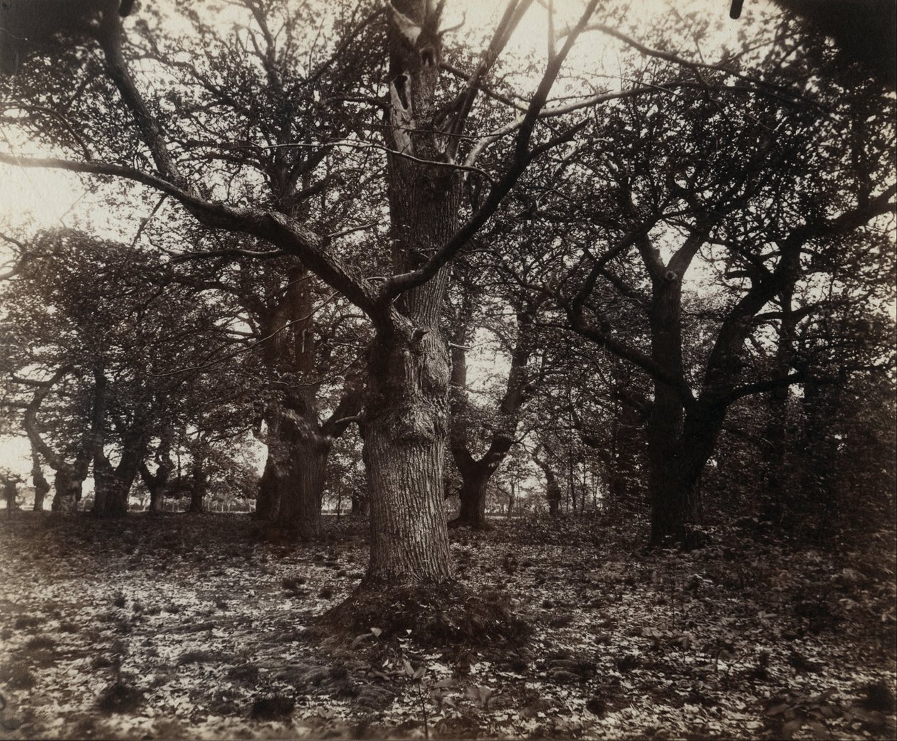 Kasztanowce autorstwa Eugène Atget